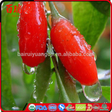 Nutriments dans les baies de goji lycium barbarum semi para que servir goji berry